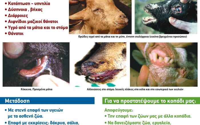 Evrotas